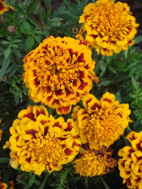 Tagetes patula 'Aspen Red' fleur